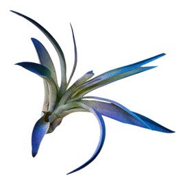 It Blooms Rainforest Grown Light Amethyst Teal Enhanced Color Air Plant - Live Tillandsia - 5 to 8 inches - 30 Day Guarantee