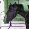 Majestic Ally 1/4" Rope 4 Knot Stiff Polyester Training Halter