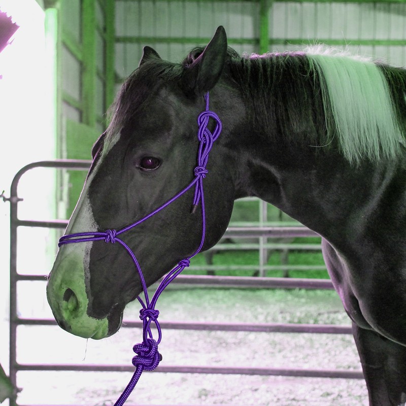 Majestic Ally 1/4" Rope 4 Knot Stiff Polyester Training Halter