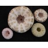 Florida Shells and Gifts Decorative Sea Urchin Sampler: Natural Pink,