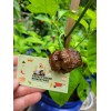 Carolina REAPER Chocolate Fire Pepper Seeds Super Hot 2.2+ Million