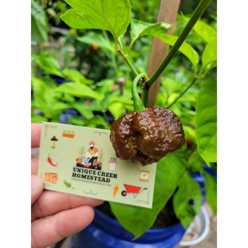 Carolina REAPER Chocolate Fire Pepper Seeds Super Hot 2.2+ Million