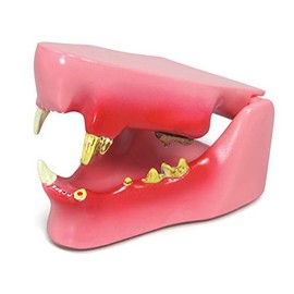GPI Anatomicals - Feline Jaw Model with Teeth, Replica for Feline Anatomy and Physiology Education, Anatomy Model for Veterinarian’s Offices and Classrooms, Medical Learning Resources