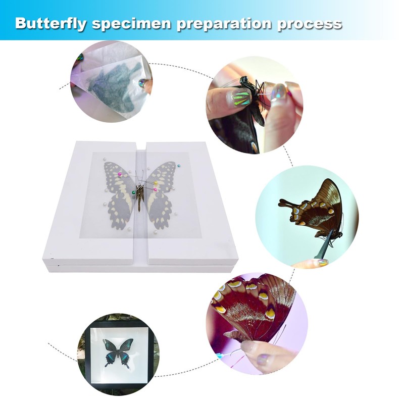 Entomology Starter Pack Includes pins, mounting Board, Spreading Tools, Display
