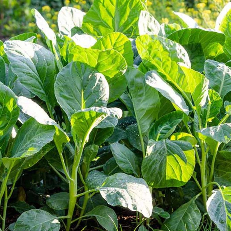Chinese Broccoli-1000 Seeds, Kai Lan, Gai Lan, Brassica Alboglabra, Open