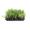 Japanese Boxwood - 30 Live Plants - 2" Pot Size