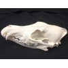 KIT BLANQUEADOR CRÁNEO EUROPEO/CIERVOS/CAZA/HOGAR/BLANQUEO/TAXIDERMIA/ATRAMP