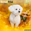 Bichon Frise Calendar 2024 | Square Dog Breed Wall Calendar