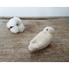 popping animal/sea otter