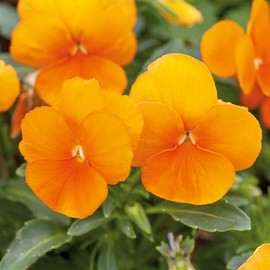 Eden Brothers Pansy Seeds - Swiss Giants Orange Sun Non-GMO Seeds for Planting, Packet | Low-Maintenance Flower Seeds, Plant During Warm Season, Zones 5, 6, 7, 8, 9