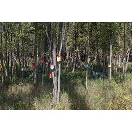 Photo- Birdhouses, including some that may be elaborately carved or painted, are a common sight in the gardens and woods of rural and suburban America 2 Fine Art Photo Reproduction 24in x 16in