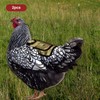 2 Pieces Premium Chicken Saddles with Stretchy Strap, Chicken Saddles