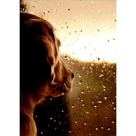 Dog At Rainy Window - Avanti Pet Sympathy Card