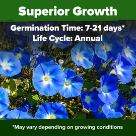 HOME GROWN Morning Glory Seeds,Heavenly Blue (2 Pack) 300 𝗡𝗢𝗡-𝗚𝗠𝗢 Heirloom Morning Glories Vine Seeds for Planting Ideal for a Flower Garden That Attracts Pollinators and Birds(Ipomoea tricolor)