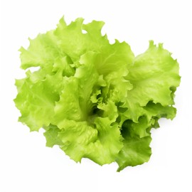 1000+ Black Seeded Simpson Lettuce Seeds for Planting - Heirloom Non-GMO USA Grown Premium Leaf Lettuce Seeds for Planting by RDR Seeds
