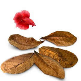 SunGrow Betta Leaves, 8”, 10 Pcs Beneficial Large Catappa Indian Almond Leaves for Overall Development in Fish Tank Aquarium, Water Conditioner Leaves Lower pH