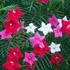 RAISE ME UP: Seeds Cypress Vine Mix Quamoclit Annual Liana