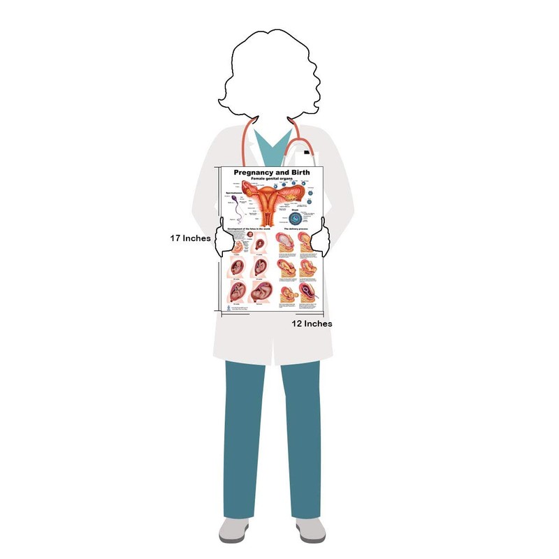 Pregnancy and Birth Poster 12 x 17