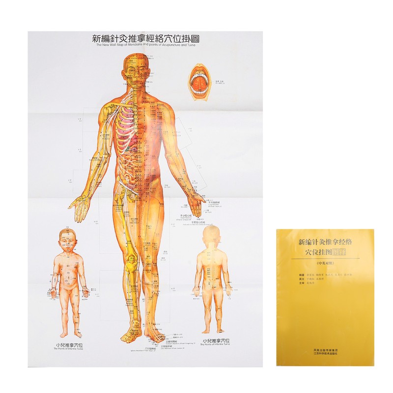 Chinese and English Acupoint Wall Chart Front Large Size Comprehensive