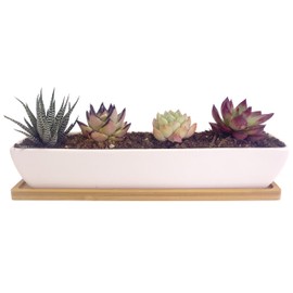 SWONVI 11.1 inch Long Rectangle White Ceramic Succulent Planter Pots/Mini Flower Plant Containers with Bamboo Saucers Plant Window Boxes for Office/Home, 11 x2.28x1.73inch (Long Rectangle)