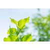 Immortalitea White Mulberry Matcha Style Tea Powder - 3.5 Ounce