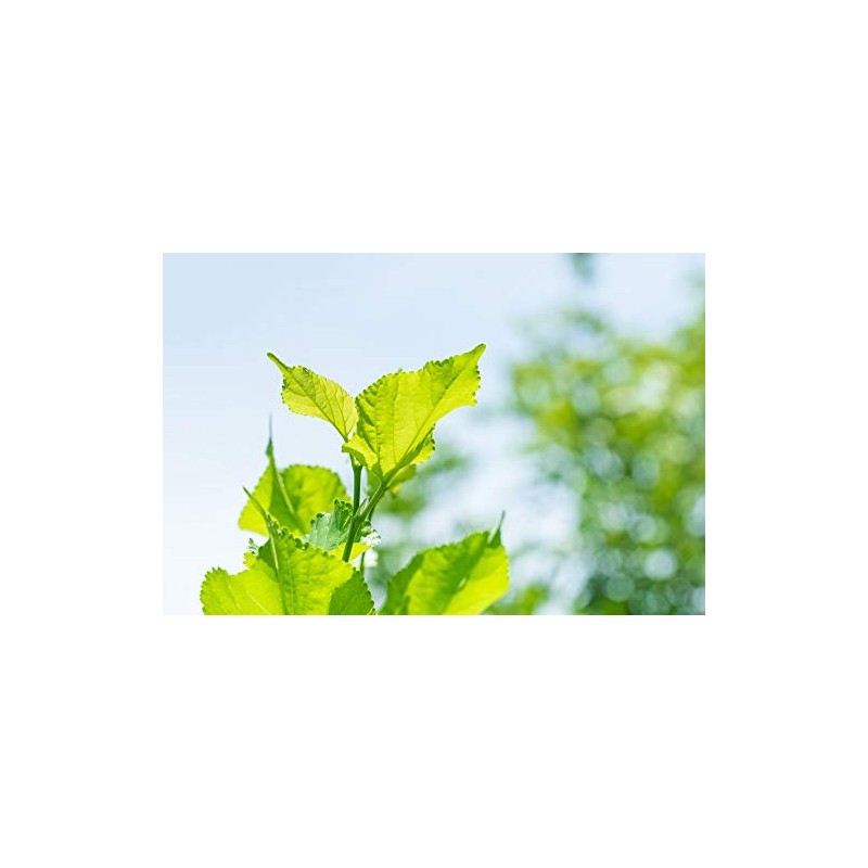 Immortalitea White Mulberry Matcha Style Tea Powder - 3.5 Ounce