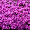 Green River Tropics 50 Ruby Riot Phlox Seeds Flower Perennial