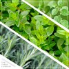 Live Aromatic and Edible Herb Assortment (Lemon Verbena, Eucalyptus, Mint,