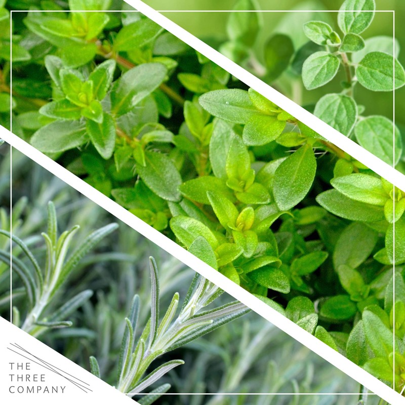Live Aromatic and Edible Herb Assortment (Lemon Verbena, Eucalyptus, Mint,