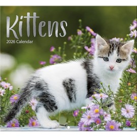Kittens 2026 Full Size Wall Calendar for Planning, Scheduling, and Organizing
