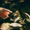 Aromatica A Gentle Lingering Diffusing Blend Oil with a Fresh
