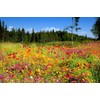 Alaska Wildflower Flower Seed Mix - 5000+ Seeds - Special