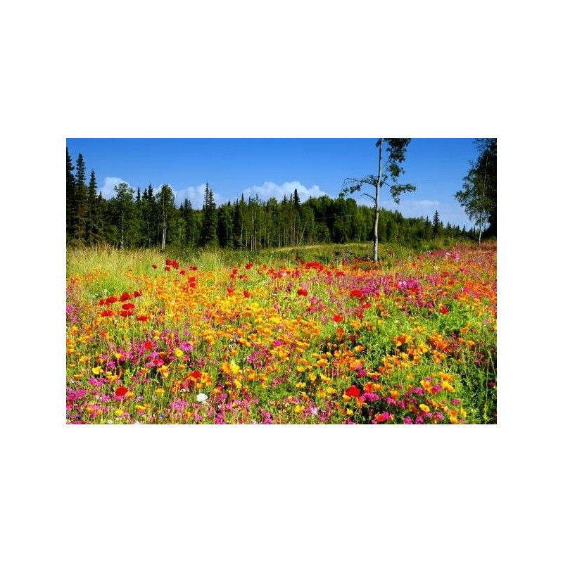 Alaska Wildflower Flower Seed Mix - 5000+ Seeds - Special
