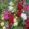 22Day Seeds: Seeds 'Chater's Double' Hollyhock Mix/Perennial Flowers