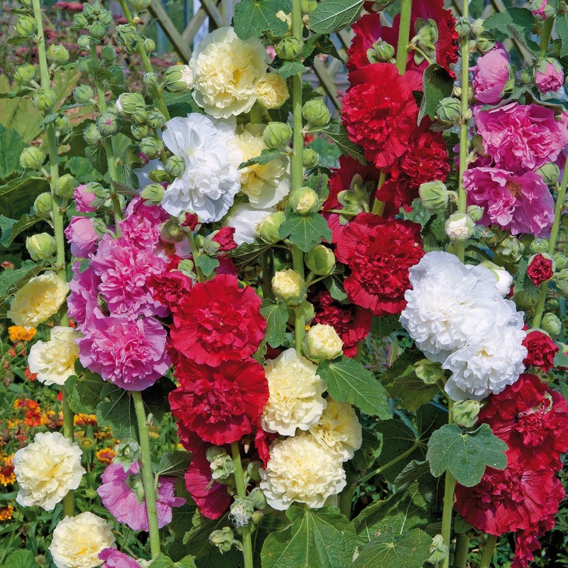 22Day Seeds: Seeds 'Chater's Double' Hollyhock Mix/Perennial Flowers