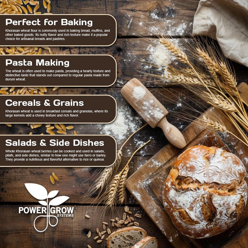Khorasan Wheat - 100% Certified Organic Khorasan Whole Wheat Grain