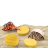 SunGrow Hermit Crab Sponges for Water, 3 Pack Unbleached Accessories
