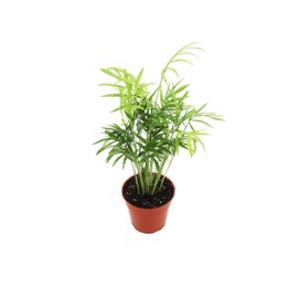 Victorian Parlor Palm (Neanthe Bella Palm) - 4'' from California Tropicals