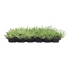 St. Augustine 'Floratam' 3 Inch Sod Plugs - 18 Extra