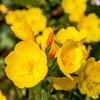 Outsidepride Primrose Evening - 5000 Seeds