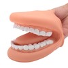 Mouth Puppet with Tongue 28 Teeth Silicone Speech Therapy Demonstration