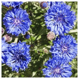 Everwilde Farms - 1/4 Lb Dwarf Blue Cornflower Wildflower Seeds - Gold Vault