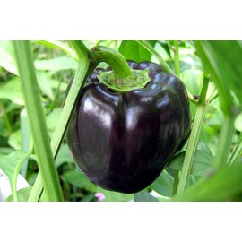 Black Sweet Bell Pepper Seeds for Planting 25+ Seeds Capsicum Annuum Sweet Pepper Seeds for Vegetable Garden