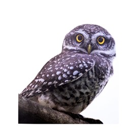 ROLY BEE 8.2 x 8.2-inch Realistic Owl Removable Vinyl Sticker for Windows (or Any Flat Surface)