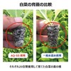 Aquabull AQ-SS Fine Bubble Generator for Watering, Gardening, Micro (Nano)