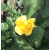 Home-Growth Yellow St. Patrick Rose 3 Stem Cuttings for Rooting/Grafting