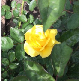 Home-Growth Yellow St. Patrick Rose 3 Stem Cuttings for Rooting/Grafting