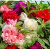 Mixed Impatiens Balsamina Balsam Seeds Camelia Impatiens Seeds Double Flower