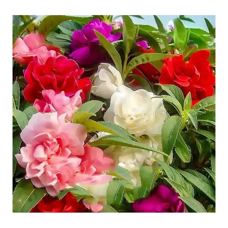 Mixed Impatiens Balsamina Balsam Seeds Camelia Impatiens Seeds Double Flower