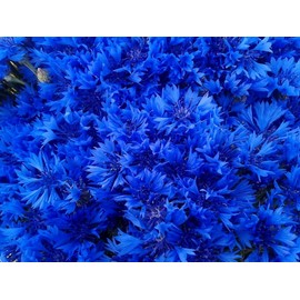 Blue Cornflower 300 Seeds for Planting Bachelor’s Buttons Boutonniere Flower Non-GMO